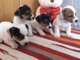 Kısa Bacak Maskeli Jack Russel Yavrular