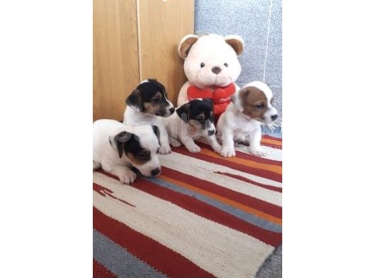Kısa Bacak Maskeli Jack Russel Yavrular görsel
