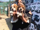 Safkan Beagle Yavrularım