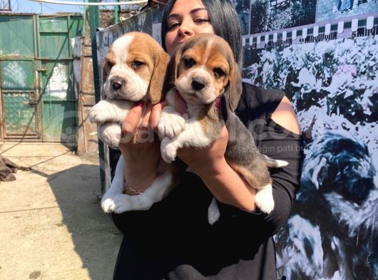Safkan Beagle Yavrularım görsel