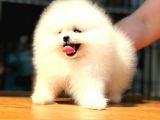pOMERANİAN BOO