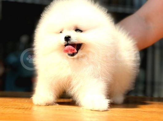 Pomerani̇an Boo