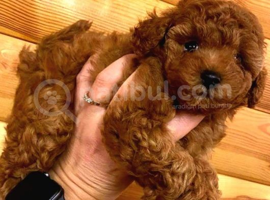 Teacup Secereli̇ Poodle Yavrulari