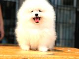 Pomerani̇an Boo