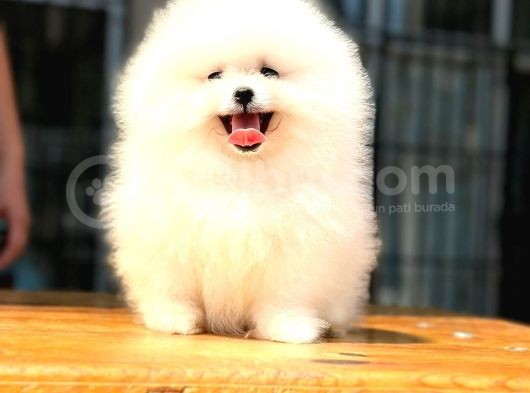Pomerani̇an Boo görsel