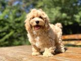 Gerçek Malti̇poo Di̇zayn Irk Bebekler