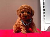 Mi̇ni̇ Boy Ori̇ji̇nal Toy Poodle Bebekleri̇mi̇z