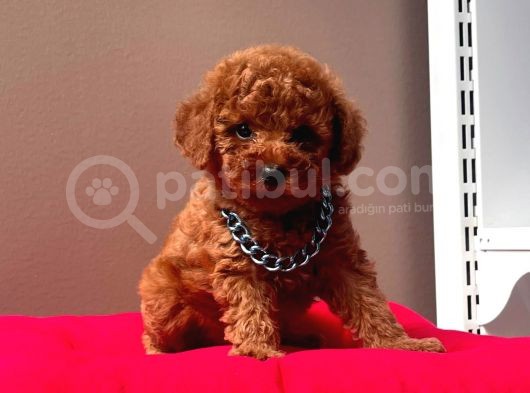 Mi̇ni̇ Boy Ori̇ji̇nal Toy Poodle Bebekleri̇mi̇z görsel