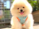 Gülen Yüz Di̇şi̇ Pomerani̇an Boo