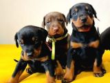 Show GÜZELLİKTE Safkan Doberman Yavrular