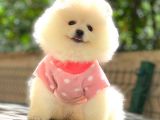 Mi̇ni̇ Boy Pomerani̇an Boo