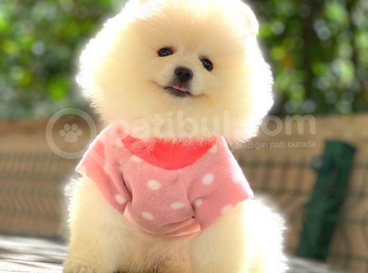 Mi̇ni̇ Boy Pomerani̇an Boo görsel