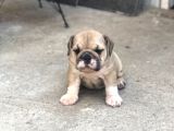 Show Kali̇te İngiliz Buldogg Yavrularımız