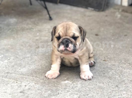 Show Kali̇te İngiliz Buldogg Yavrularımız görsel