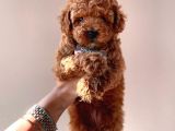 Mi̇ni̇ Boy Ori̇ji̇nal Toy Poodle Bebekleri̇mi̇z