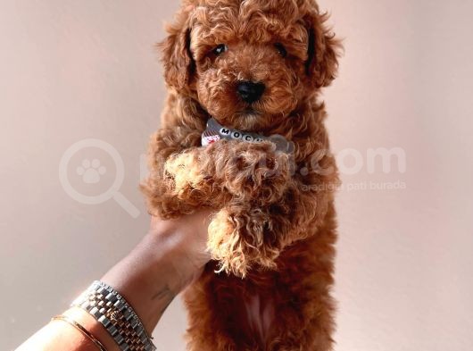 MİNİ BOY ORİJİNAL TOY POODLE BEBEKLERİMİZ