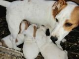 Kısa Bacak Maskeli Jack Russel Yavrular