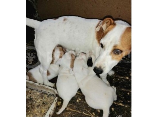 Kısa Bacak Maskeli Jack Russel Yavrular görsel