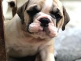 Show KALİTE İngiliz Buldogg Yavrularımız