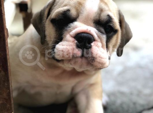 Show Kali̇te İngiliz Buldogg Yavrularımız