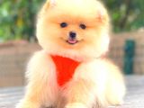KREM DİŞİ POMERANİAN BOO