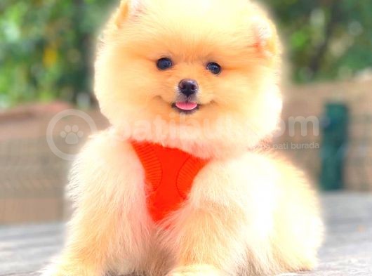 Krem Di̇şi̇ Pomerani̇an Boo