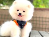 Boo Pomerani̇an Teddy Face