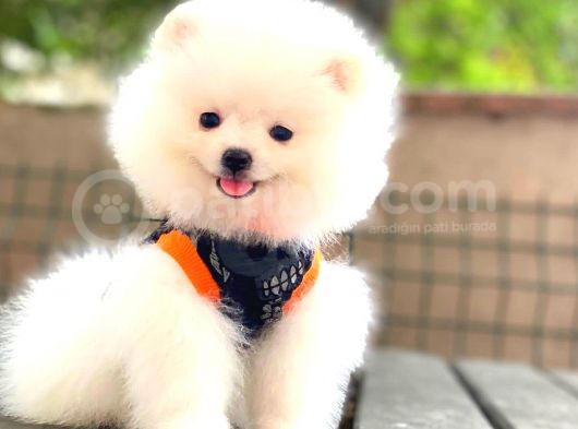 Boo Pomerani̇an Teddy Face görsel
