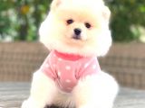 POMERANİAN BOO DİŞİ YAVRUMUZ