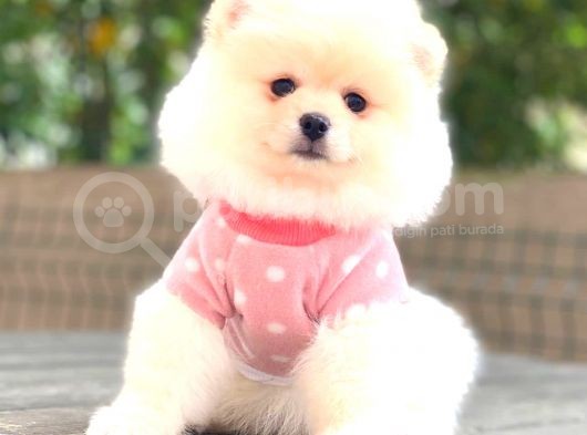 Pomerani̇an Boo Di̇şi̇ Yavrumuz