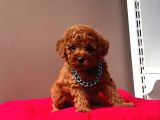 Mi̇ni̇ Boy Ori̇ji̇nal Toy Poodle Bebekleri̇mi̇z