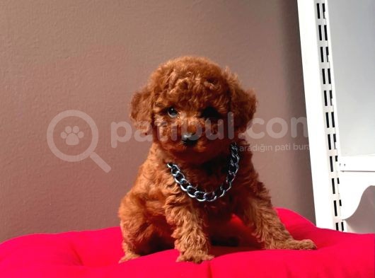 Mi̇ni̇ Boy Ori̇ji̇nal Toy Poodle Bebekleri̇mi̇z görsel