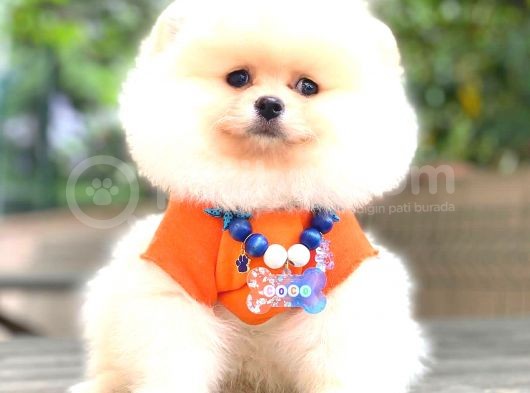 Ayi Surat Pomerani̇an Boo görsel