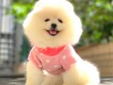 Mi̇ni̇ Boy Pomerani̇an Boo