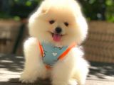 Gülen Yüz Di̇şi̇ Pomerani̇an Boo
