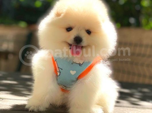 Gülen Yüz Di̇şi̇ Pomerani̇an Boo görsel
