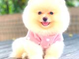 Krem Di̇şi̇ Pomerani̇an Boo