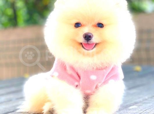 Krem Di̇şi̇ Pomerani̇an Boo görsel