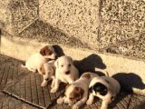 Kısa Bacak Maskeli Jack Russel Yavrular