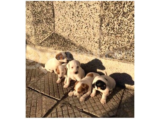Kısa Bacak Maskeli Jack Russel Yavrular görsel
