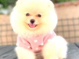 Krem Di̇şi̇ Pomerani̇an Boo