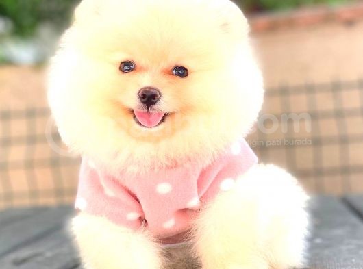 Krem Di̇şi̇ Pomerani̇an Boo görsel