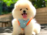 GÜLEN YÜZ DİŞİ POMERANİAN BOO