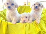 A Kalite Maltese Terrier Yavrularımız