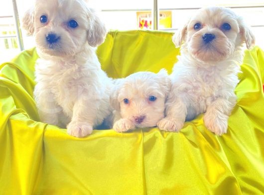 A Kalite Maltese Terrier Yavrularımız görsel