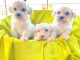 A kalite Maltese terrier yavrularımız