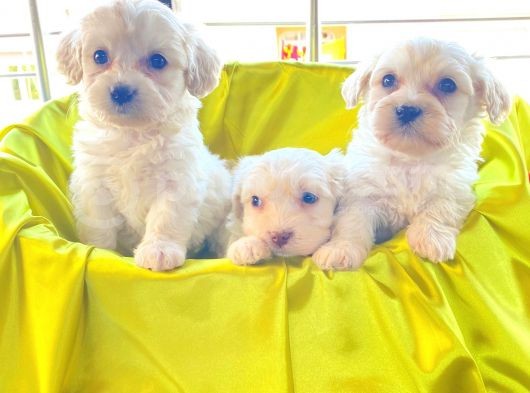 A Kalite Maltese Terrier Yavrularımız