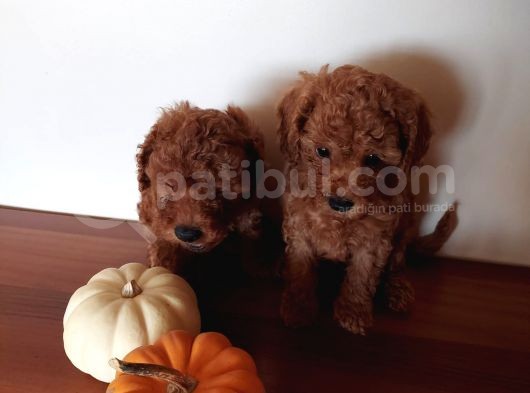 Ev Ortamindan Red Toy Poodle Yavrular
