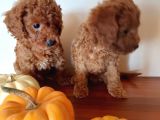 Ev Ortamindan Red Toy Poodle Yavrular