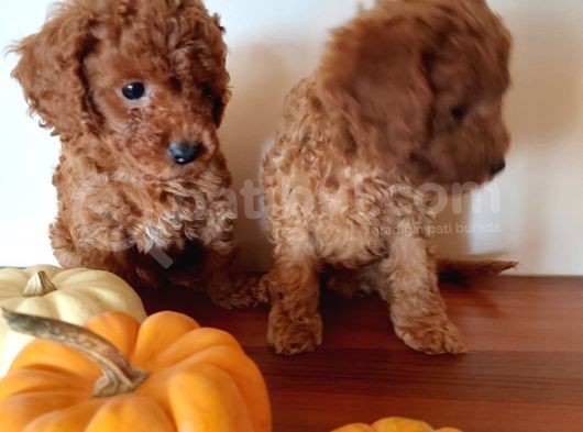 Ev Ortamindan Red Toy Poodle Yavrular görsel